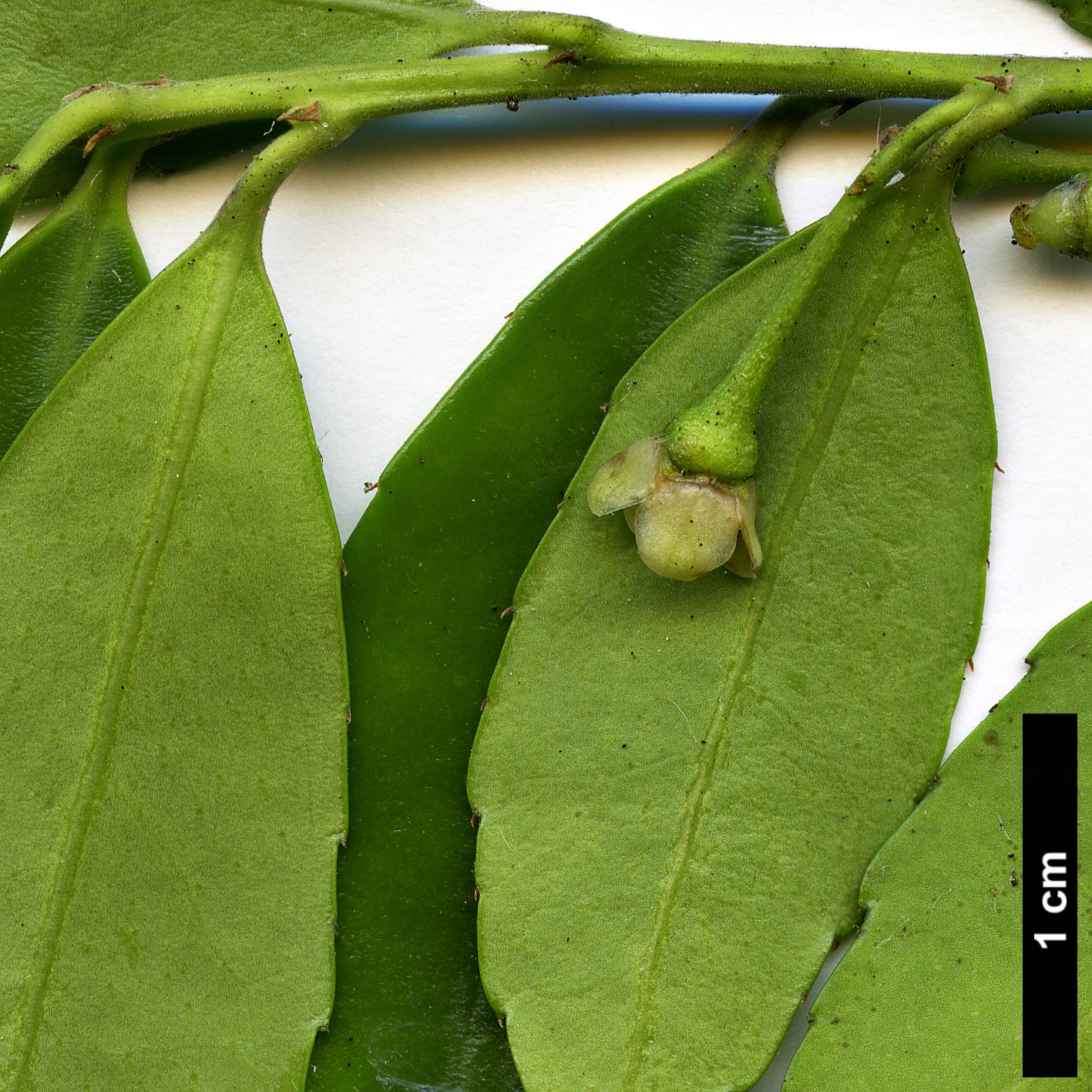 High resolution image: Family: Aquifoliaceae - Genus: Ilex - Taxon: triflora - SpeciesSub: var. kanehirae